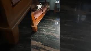 Other Cats Videos