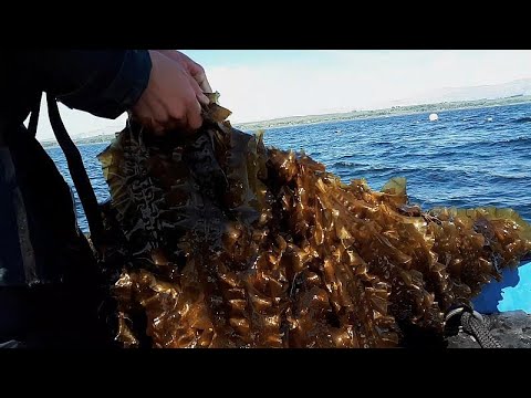 Sind Algen der Treibstoff der Zukunft?