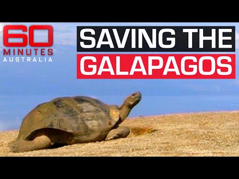 How to save the Galapagos Islands, mother nature's living laboratory | 60 Minutes Australia
