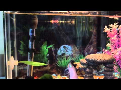5 Gallon Betta Fish Tanks