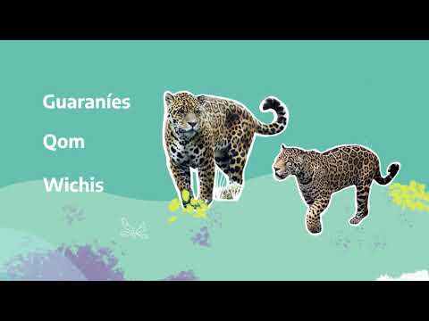 Yaguareté - Fauna Nativa