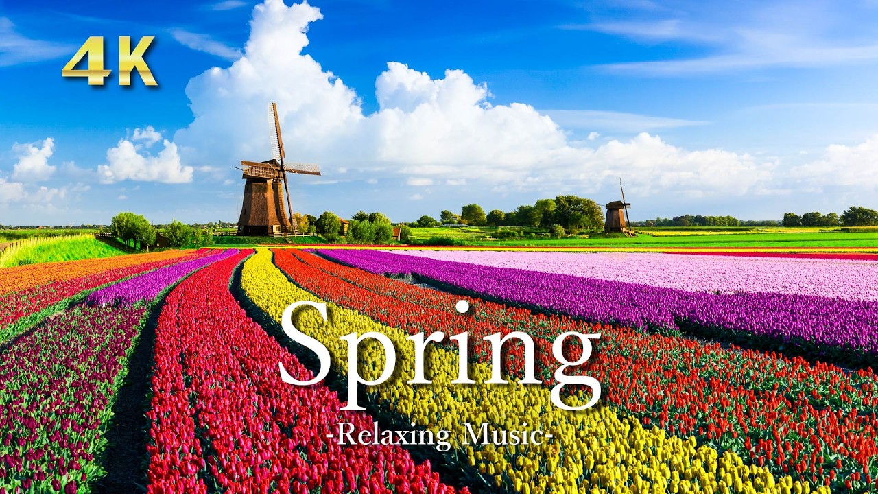 4K 春の絶景【リラックス音楽】チューリップと桜に癒される風景｜Spring Relaxing Scenery