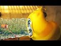 LARVA RAINING Larva 2017 Cartoons Comics Larva Cartoon LARVA Official