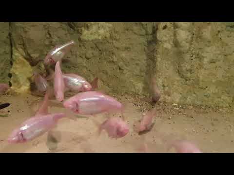 ŚLEPCZYK JASKINIOWY  (ASTYANAX) - ZOO PŁOCK