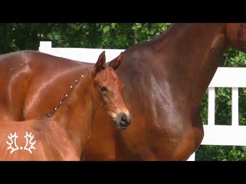 Kat. Nr. 67 - Stutfohlen "Fahenna" v. Integer - Montafon *2021 - Trakehner Hengstmarkt 2021