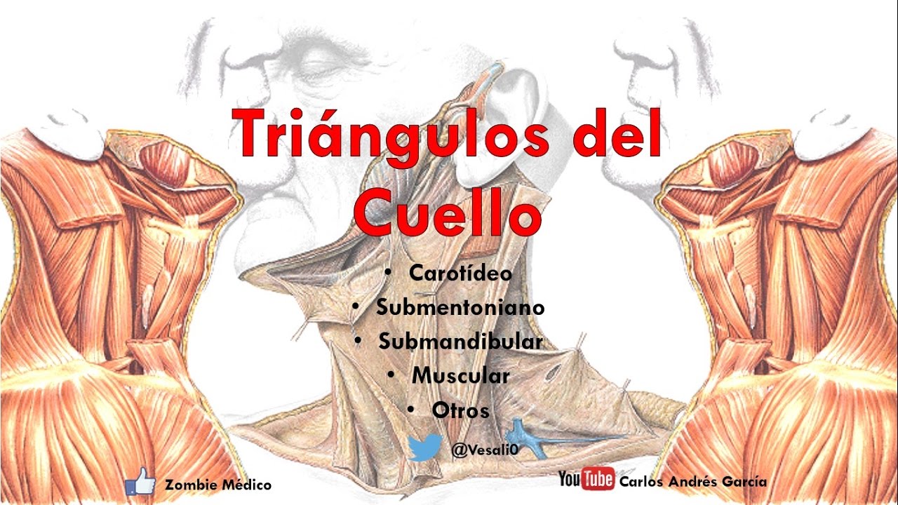 Anatomía - Triangulos del cuello (Límites, Contenido, Suelo, Importancia)