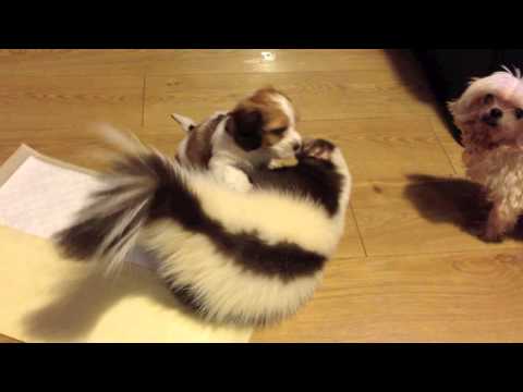 Video: Skunk Plays With a Puppy