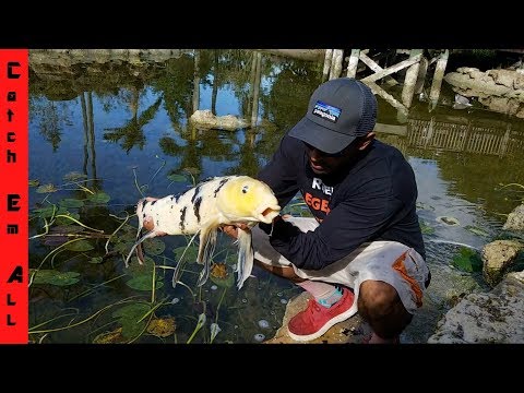 SAVING KOI FISH from Pond Eater!