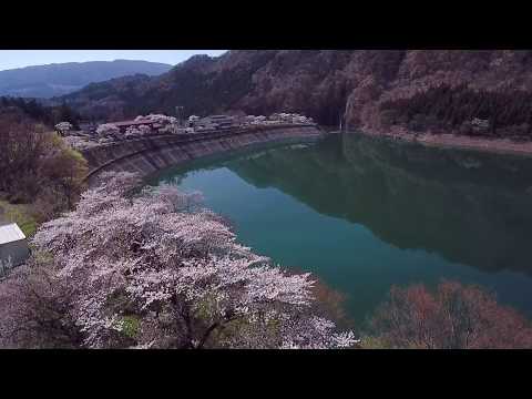 相俣ダム（赤谷湖）謙信のさかさ桜