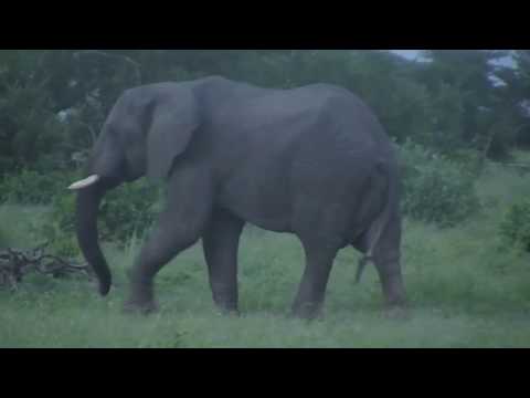 Djuma: Lone Elephant bull-Pt:2 - 05:12 - 01/20/19