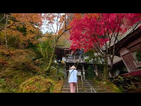 [360°VR 에히메 여행] 시코쿠 순례길 ~이와야지 절~