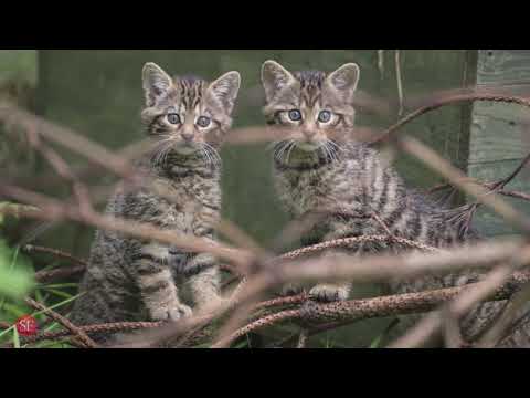Meet the Scottish wildcat kittens