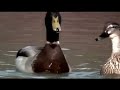Badly Drawn Boy   Silent Sigh Music Video 4K