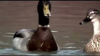 Badly Drawn Boy   Silent Sigh Music Video 4K