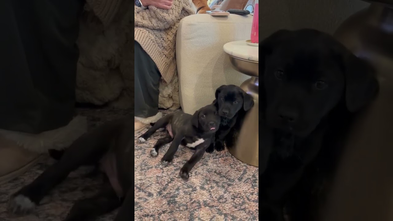 Sheldon, a Adoptable mixed breed in Fishkill , NY video 4/5