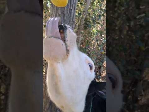 Apple vs. Baby Cow: The Snack Battle!🍎🔟 (سیب در مقابل بچه گاو: نبرد خوراکی!)