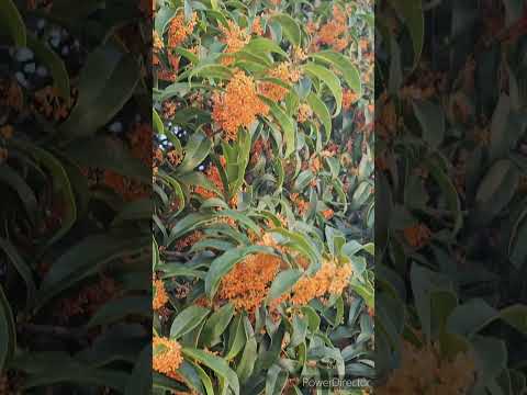 ケープマロウ 10月に植える開花低木 11月の秋の植物