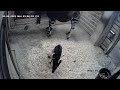 San Antonio Zoo Baby Okapi