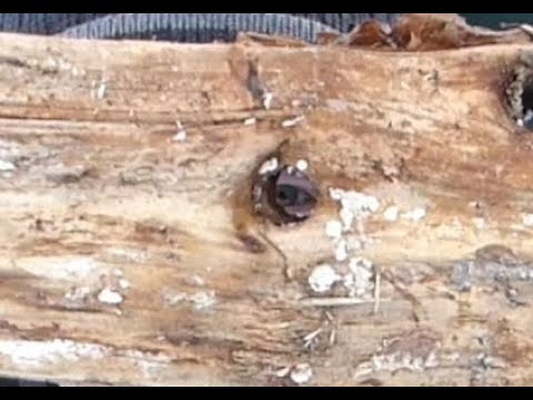 Förster Klaus - Waldgruß #63 - ASTREIN