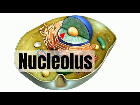 What is the nucleolus?