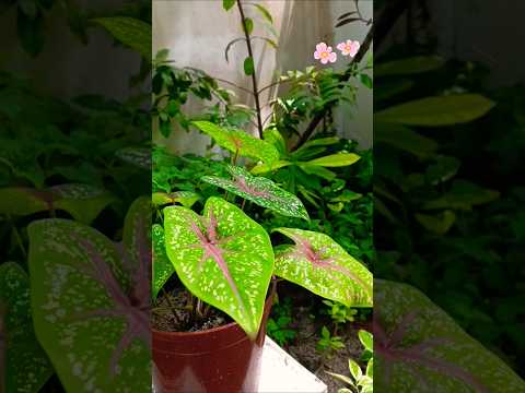 A glimpse into my little garden ✨🌷#garden #flowers #plants #green #ornamentalgarden