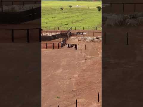 Fazenda Novo Acordo Area 4.446,86 hectares Toda área registrada em cartório com documentação em dia.