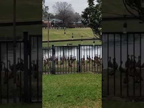 Sohni in the Ducks World