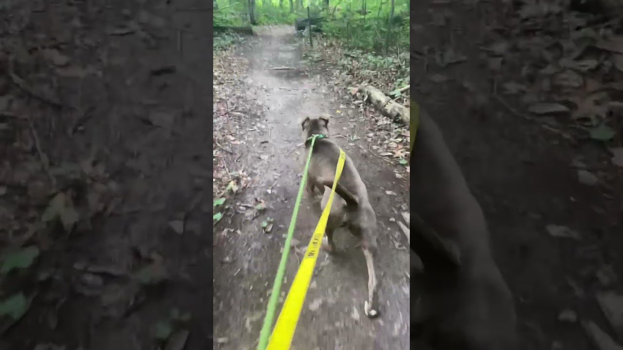 Enlarge Danny, a Adoptable mixed breed in Greensboro, NC video 6/6