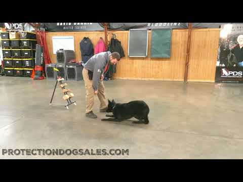 Fetch Is Easy For "Fable" 
