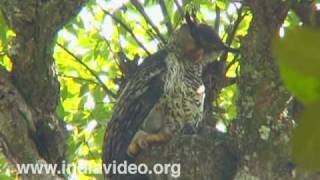 Forest Eagle Owl or Bubo nipalensis