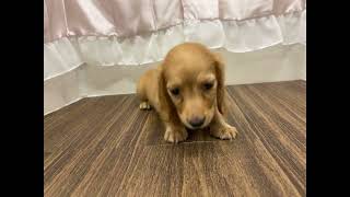 ミニチュアダックスの動画01