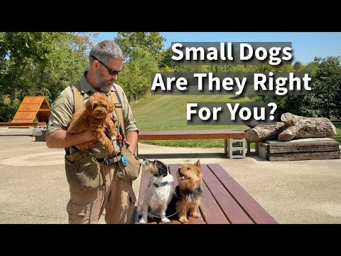Small Dogs | Are They Right For You?