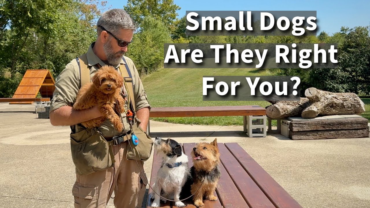 Small Dogs | Are They Right For You?