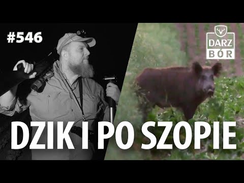 Darz Bór odc. 546 Dzikie dziki i drapieżniki