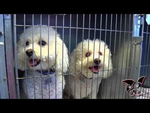 Pet Scene Pet Salon - Yucipia CA
