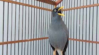 Download lagu Pancingan Burung Jalak Stres Malas Bunyi Dengan Kicauan Jalak Kebo gacor Full Isian #746 mp3 Download lagu Pancingan Burung Jalak Stres Malas Bunyi Dengan Kicauan Jalak Kebo gacor Full Isian #746 mp3