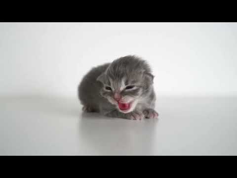 group of crying cats #cat #cute #kitten