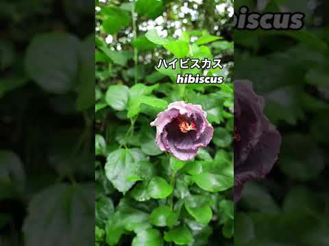 ハイビスカス咲いてないの?それでおしまい 植物