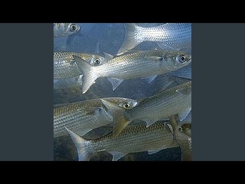 Grey Mullet