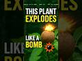 This Plant EXPLODES Like a BOMB 💥🌱