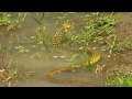 Short Documentary - Guindy National park
