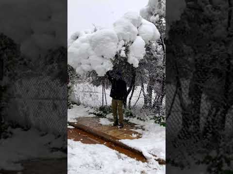 Snow heavy olive tree