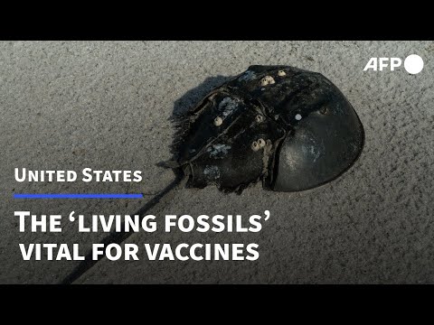 Meet the ‘living fossils’ whose blood is vital for vaccines | AFP
