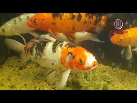 Datos curiosos parte 2 Lupita Garcia