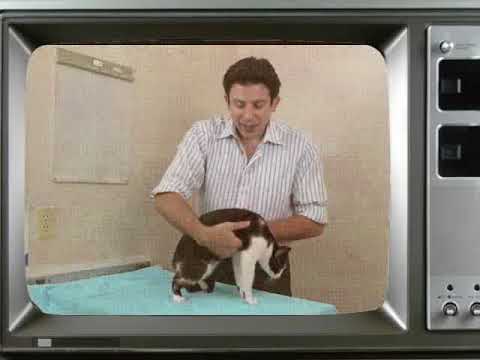 OLD TV  How to pick up a cat like a pro   Vet advice on cat handling