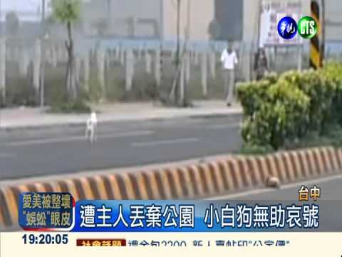 遭主人丟棄 忠犬苦等12小時不走