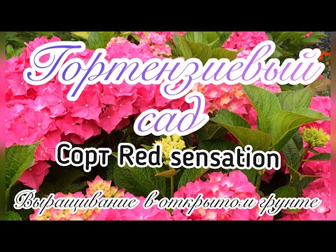 фото гортензия крупнолистная red sensation (ред сенсейш 0