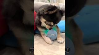 犬、お気に入りおもちゃのデメリット。  #犬との暮らし #chihuahua #dog