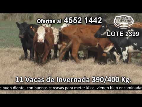 Lote 11 Vacas de Invernada 2 HE c/  AA,  2 AA,  2 HE c/  RA,  1 HE,  1 Cebú c/  HE,  1 Cebú c/  RA,  1 NO y 1 NO c/  AA 400kg -  en La Soledad. Pantanoso a 20 Km de Nueva Helvecia