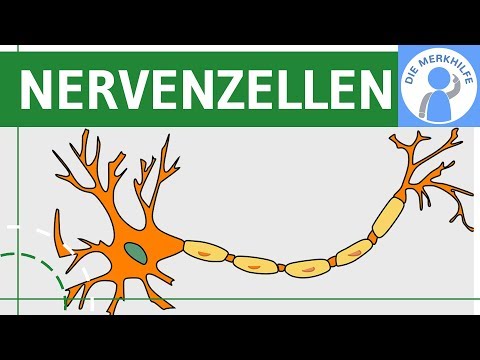 Structure & Function of Nerve Cells - Nervous System Simply Explained - Neurobiology